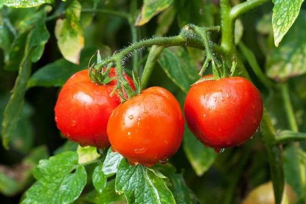 Ultra-early varieties of tomatoes