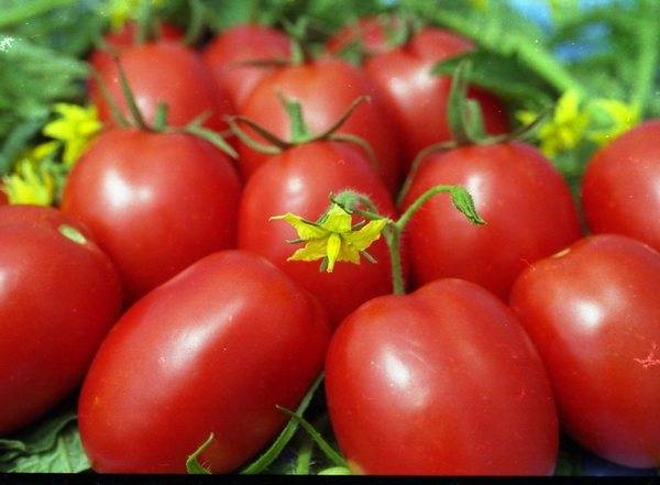 Ultra-early varieties of tomatoes