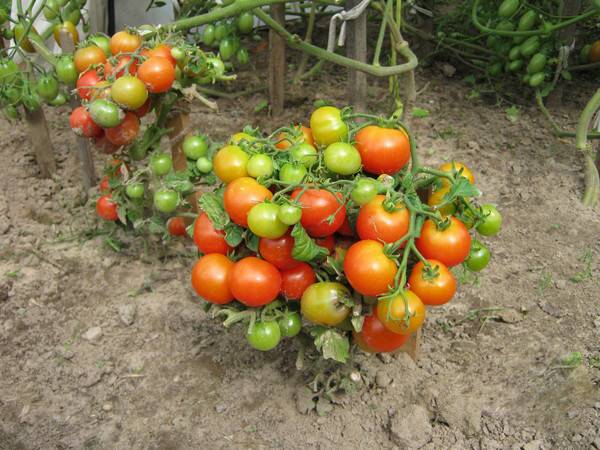 Ultra-early varieties of tomatoes for open ground