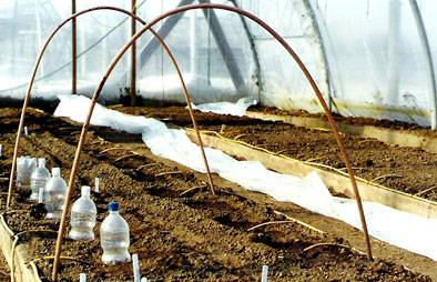 Ultra-early varieties of tomatoes for open ground