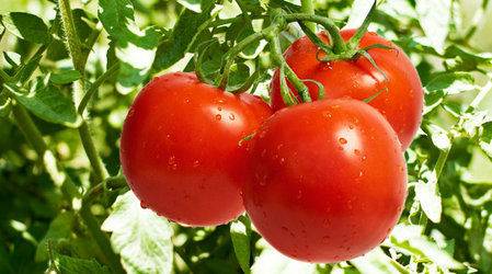 Ultra-early varieties of tomatoes for open ground