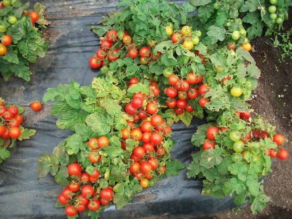 Ultra-early varieties of tomatoes for open ground