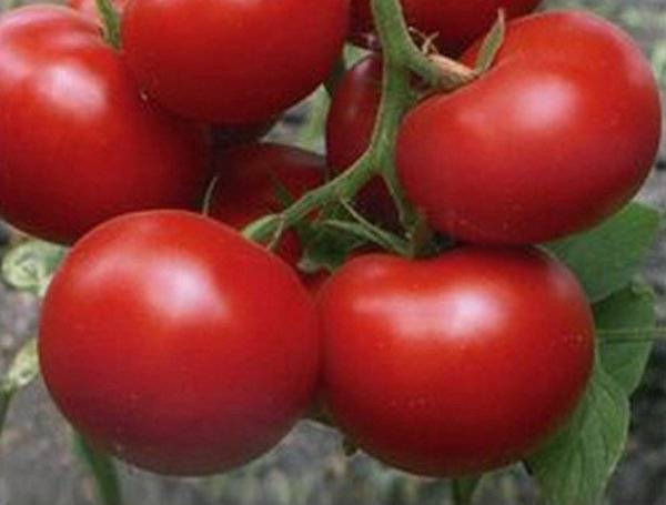 Ultra-early varieties of tomatoes for open ground