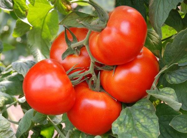 Ultra-early varieties of tomatoes for open ground