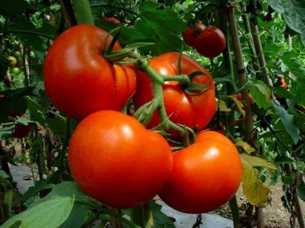 Ultra-early varieties of tomatoes for open ground