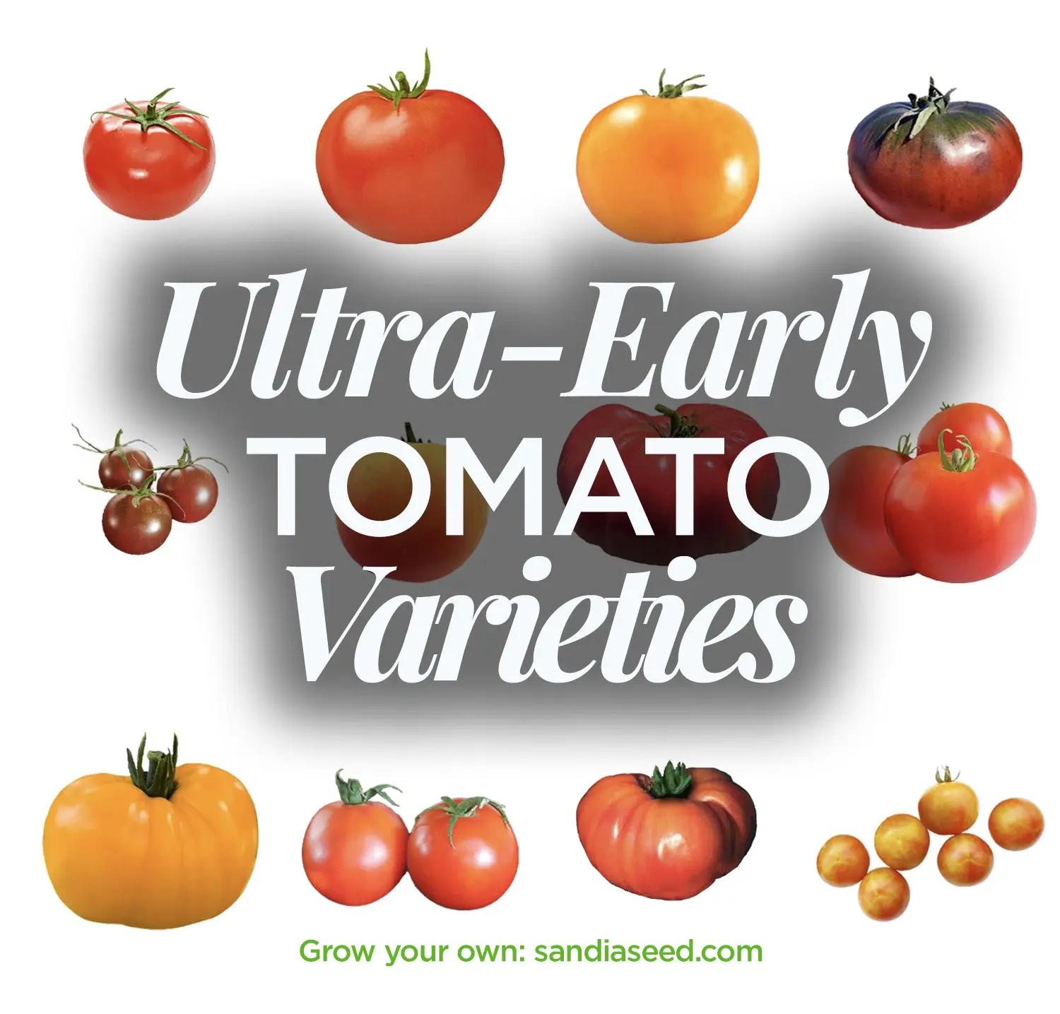 Ultra-early varieties of tomatoes