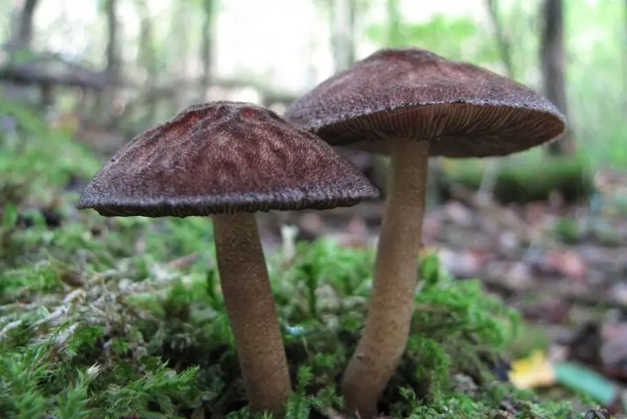 Umber whip (Pluteus umbrosus) photo and description