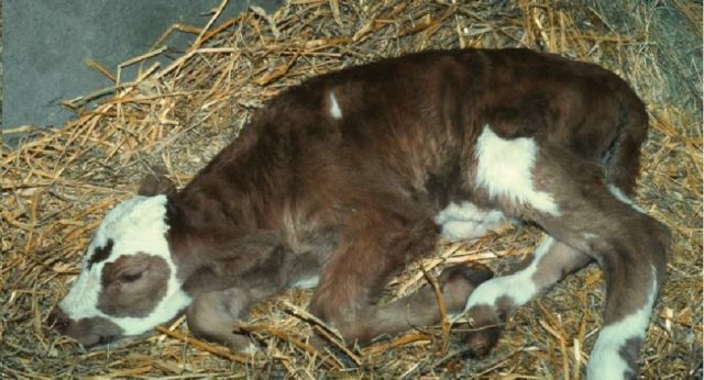 Umbilical sepsis in calves: treatment of inflammation of the umbilical cord