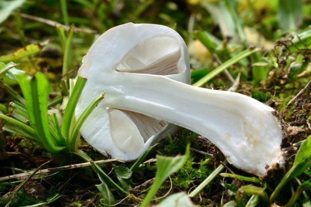 Umbrella blushing (White champignon red-lamellar): description and photo