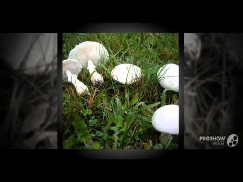 Umbrella blushing (White champignon red-lamellar): description and photo