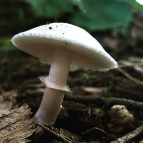 Umbrella blushing (White champignon red-lamellar): description and photo