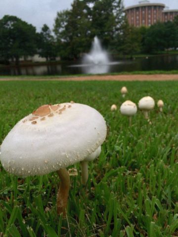 Umbrella blushing (White champignon red-lamellar): description and photo