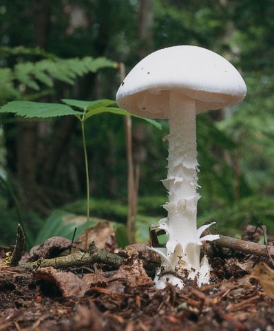 Umbrella blushing (White champignon red-lamellar): description and photo