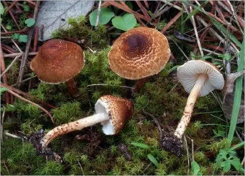 Umbrella chestnut (Lepiota castanea) photo and description