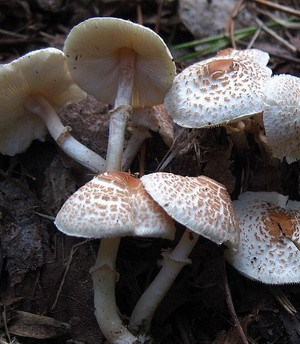 Umbrella comb (Lepiota comb): description and photo