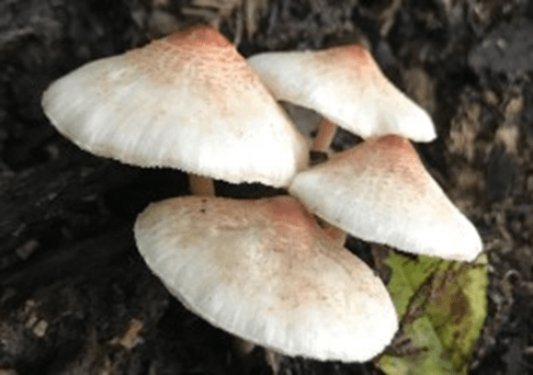 Umbrella comb (Lepiota comb): description and photo