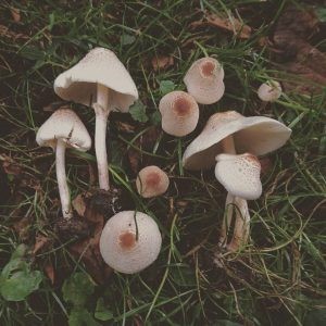 Umbrella comb (Lepiota comb): description and photo