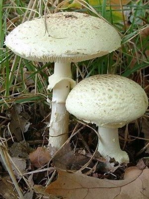 Umbrella comb (Lepiota comb): description and photo