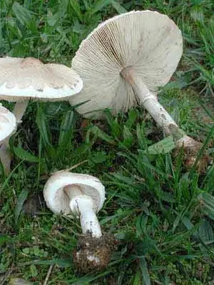 Umbrella comb (Lepiota comb): description and photo