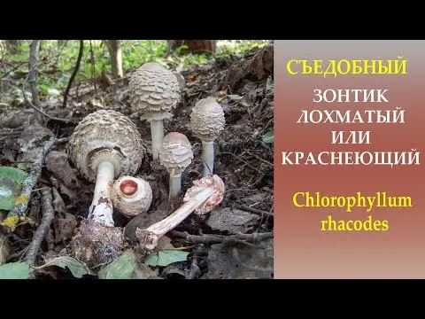 Umbrella comb (Lepiota comb): description and photo