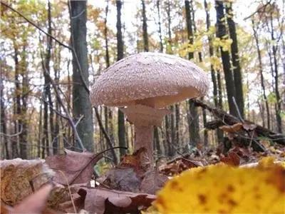 Umbrella girl (Leucoagaricus nympharum) photo and description