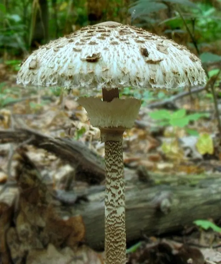 Umbrella motley (Macrolepiota procera) photo and description