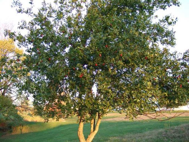 Unabi (Chinese date or jujube): useful properties and contraindications, composition, calorie content, taste