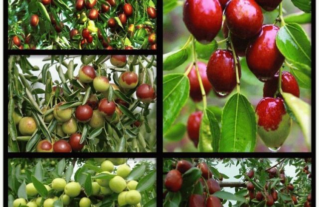 Unabi (Chinese date or jujube): useful properties and contraindications, composition, calorie content, taste