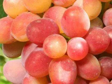 Uncovered grape varieties