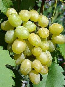 Uncovered grape varieties