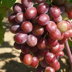 Uncovered grape varieties