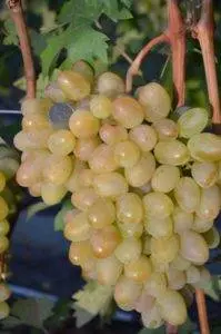 Uncovered grape varieties