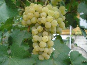 Uncovered grape varieties