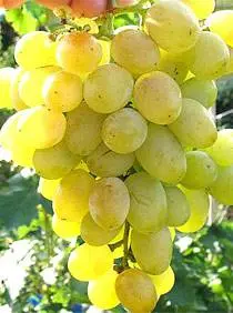 Uncovered grape varieties