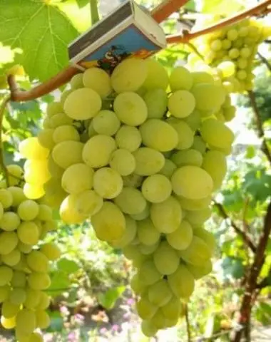 Uncovered grape varieties