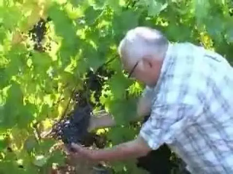 Uncovered grape varieties