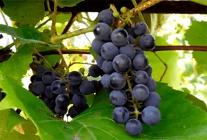 Uncovered grape varieties