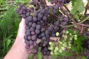 Uncovered grape varieties