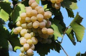 Uncovered grape varieties