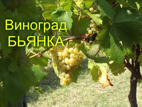 Uncovered grape varieties