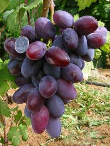 Uncovered grape varieties