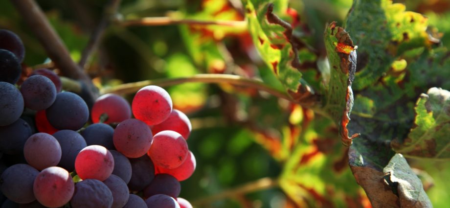 Uncovered grape varieties