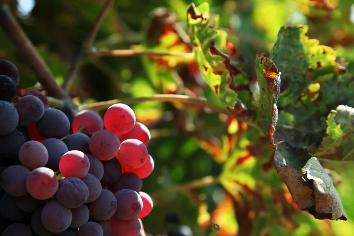 Uncovered grape varieties