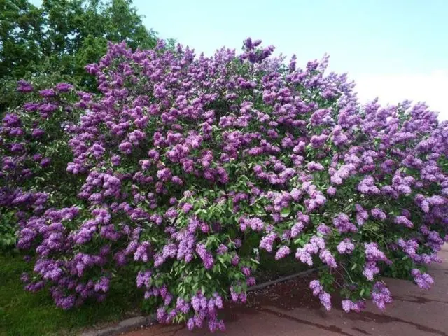 Undersized (dwarf) lilac: varieties with photos and descriptions