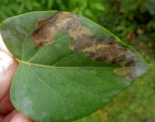 Undersized (dwarf) lilac: varieties with photos and descriptions