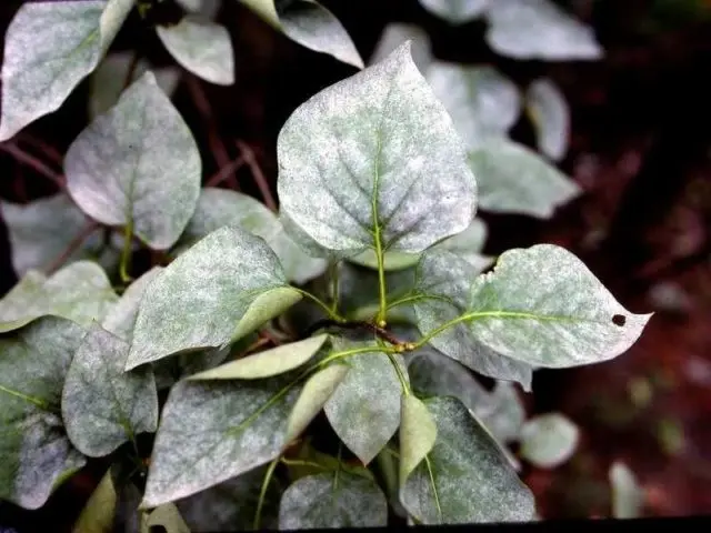 Undersized (dwarf) lilac: varieties with photos and descriptions