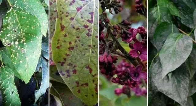 Undersized (dwarf) lilac: varieties with photos and descriptions