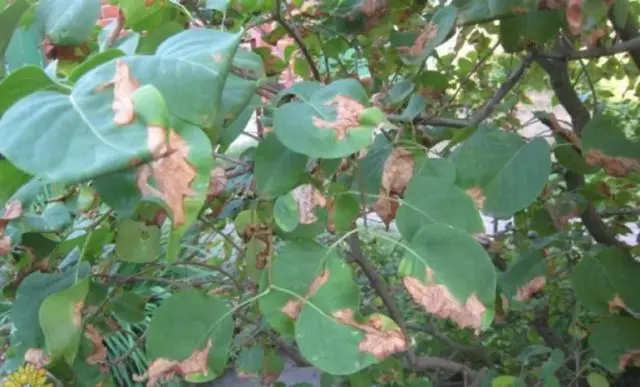 Undersized (dwarf) lilac: varieties with photos and descriptions