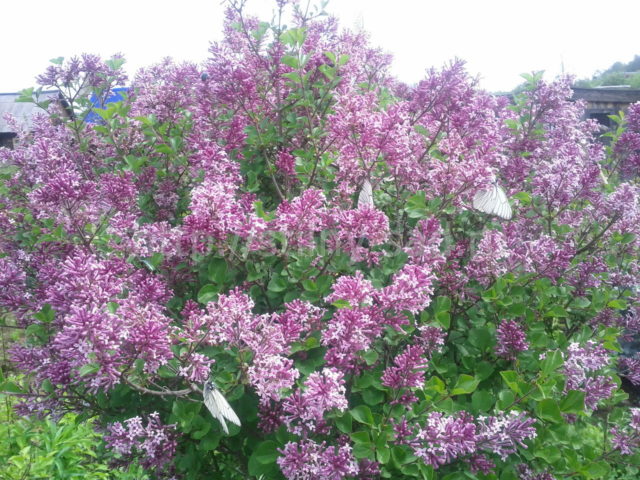 Undersized (dwarf) lilac: varieties with photos and descriptions