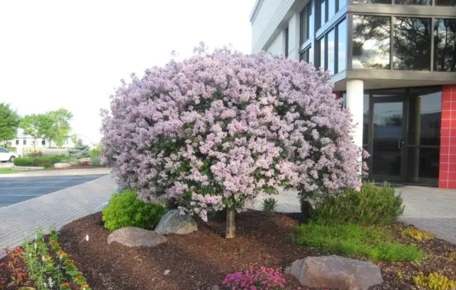 Undersized (dwarf) lilac: varieties with photos and descriptions